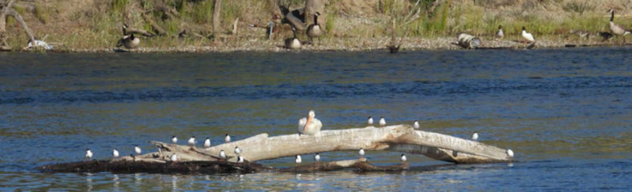 A pelican, with migrating terns, in foreground: migrating Canadian geese on the river bank. (Photo by Donna Johnston)