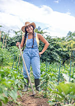 Marijuana Cultivation Image