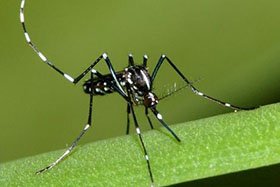 Aedes albopictus